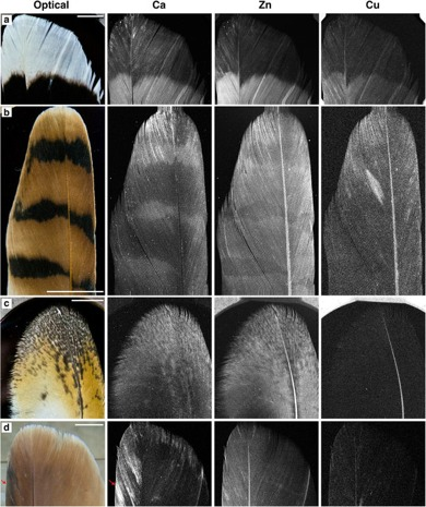Image: N. Edwards et al./Scientific Reports
